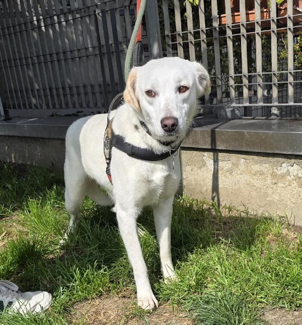 Alice Cagnolina Deliziosa